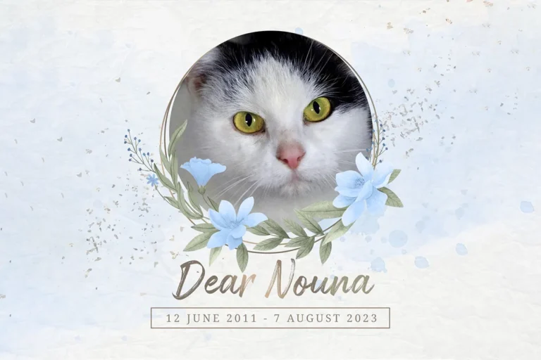 dear nouna